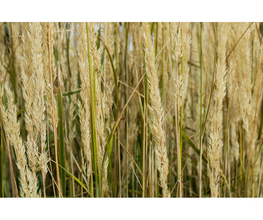 Overdam Feather Reed Grass